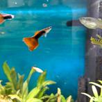 Volwassen mannen guppen guppies red tuxedo guppy, Dieren en Toebehoren, Vissen | Aquariumvissen, Vis, Zoetwatervis, Schoolvis