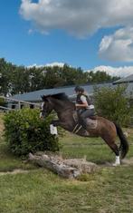 Allround zéér betrouwbare pony, Gechipt, B, Ruin, 7 tot 10 jaar