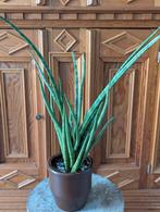Advertentie: Sansevieria cylindrica ‘Straight’ – 50 cm, Ophalen of Verzenden, Overige soorten, Minder dan 100 cm