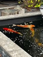 koi vijver, Karper of Koi
