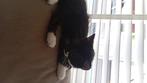 Kittens, Dieren en Toebehoren, Poes, Kortharig, 0 tot 2 jaar