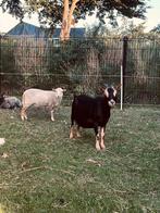 Black en tan geit, Dieren en Toebehoren, Schapen, Geiten en Varkens, Vrouwelijk, Geit