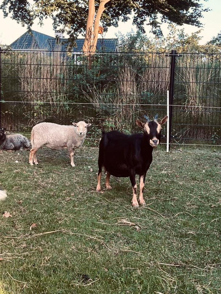 Black en tan geit, Dieren en Toebehoren, Schapen, Geiten en Varkens, Geit, Vrouwelijk