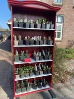 Planten, Vaste plant, Halfschaduw, Zomer, Ophalen