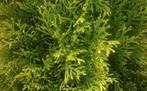 Conifeer THUJA, Tuin en Terras, Planten | Struiken en Hagen, Ophalen of Verzenden, Conifeer, 100 tot 250 cm