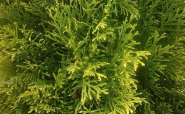 Conifeer THUJA, Tuin en Terras, Planten | Struiken en Hagen, Conifeer, 100 tot 250 cm, Ophalen of Verzenden