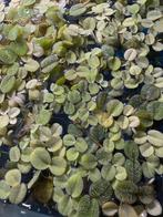 Salvinia Minima, drijfplantje aquarium, Dieren en Toebehoren, Vissen | Aquaria en Toebehoren, Ophalen of Verzenden, Plant(en), Steen of Hout