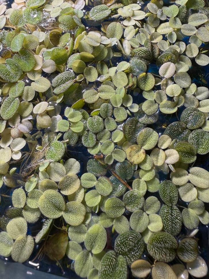 Salvinia Minima, drijfplantje aquarium, Dieren en Toebehoren, Vissen | Aquaria en Toebehoren, Plant(en), Steen of Hout, Ophalen of Verzenden