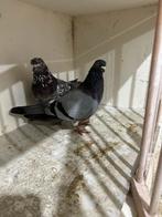 Englishe Tiplers hoogevliegers, Dieren en Toebehoren, Vogels | Duiven, Meerdere dieren, Postduif