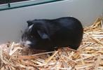 2 Cavia beertjes van 8 april, Dieren en Toebehoren, Knaagdieren, Cavia, April, Mannelijk, Tam