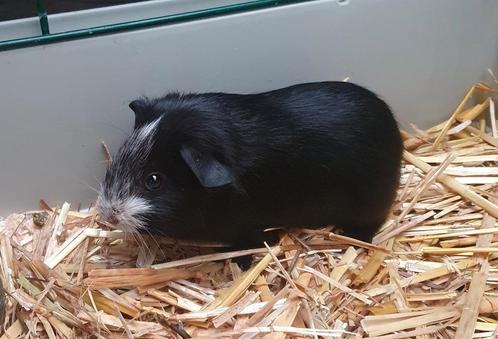 2 Cavia beertjes van 8 april, Dieren en Toebehoren, Knaagdieren, Mannelijk, Cavia, April, Tam