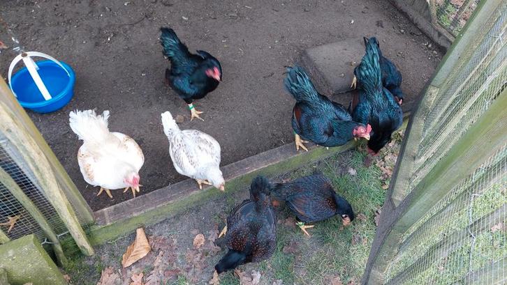 Indische vechtkriel van 2025, Dieren en Toebehoren, Pluimvee, Kip, Meerdere dieren