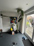 Strelitzia Augusta, Ophalen, In pot, Halfschaduw, 200 cm of meer