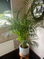 Palm / Goudpalm compleet met crème pot, nieuw, Ophalen, 100 tot 150 cm, Palm, Halfschaduw