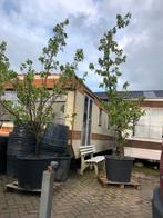 Oude perenbomen in boomcontainer, Lente, Volle zon, Ophalen of Verzenden