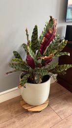 Calathea lancifolia excl pot, Ophalen, Overige soorten, Minder dan 100 cm