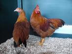 New Hampshire krielen | Goede leggers | Passend advies, Dieren en Toebehoren, Pluimvee, Meerdere dieren, Kip