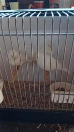 kanaries, Dieren en Toebehoren, Vogels | Kanaries, Meerdere dieren, Kleurkanarie