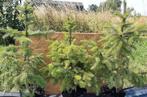 Picea Omorika / Servische spar, 70cm, snel groeiende kerstbo, Tuin en Terras, Planten | Bomen, Bloeit niet, Overige soorten, Minder dan 100 cm