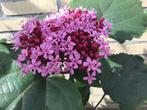 Pindakas plant, Ophalen of Verzenden, Zomer, Overige soorten, Halfschaduw