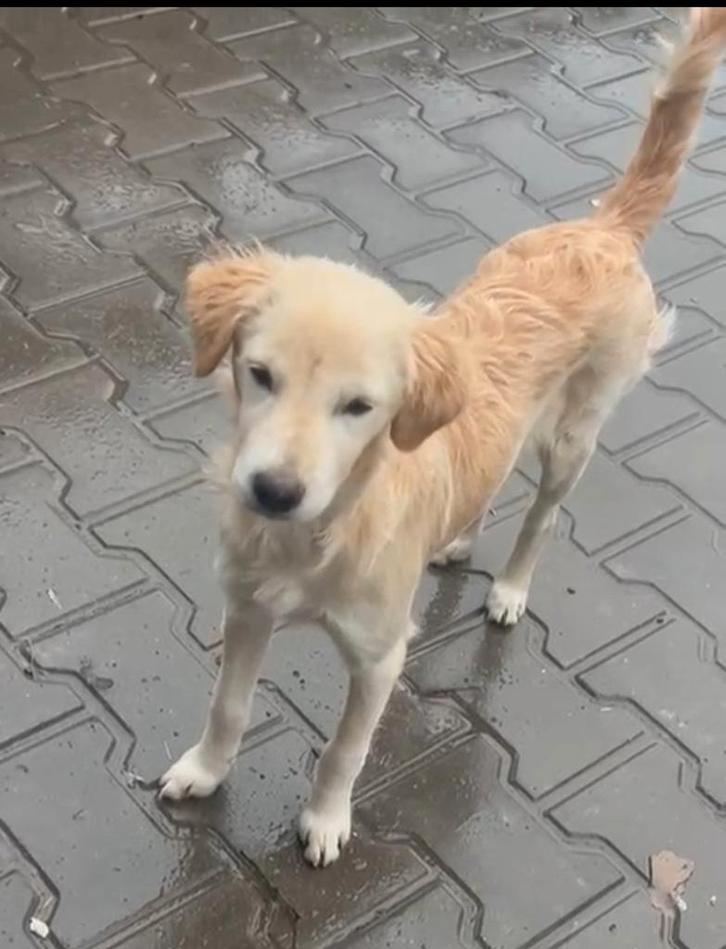 2 zusjes zoeken baasje, Dieren en Toebehoren, Honden | Niet-rashonden, Klein, Teef, Particulier, Meerdere, Buitenland, 15 weken tot 1 jaar