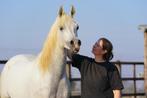 Ter dekking, Arabische Volbloed hengst, Dieren en Toebehoren, Paarden, Hengst, Gechipt, Niet van toepassing