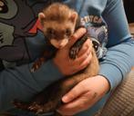 Huisje gezocht voor ons fretje, Dieren en Toebehoren, Fret, Mannelijk, Mei, Tam