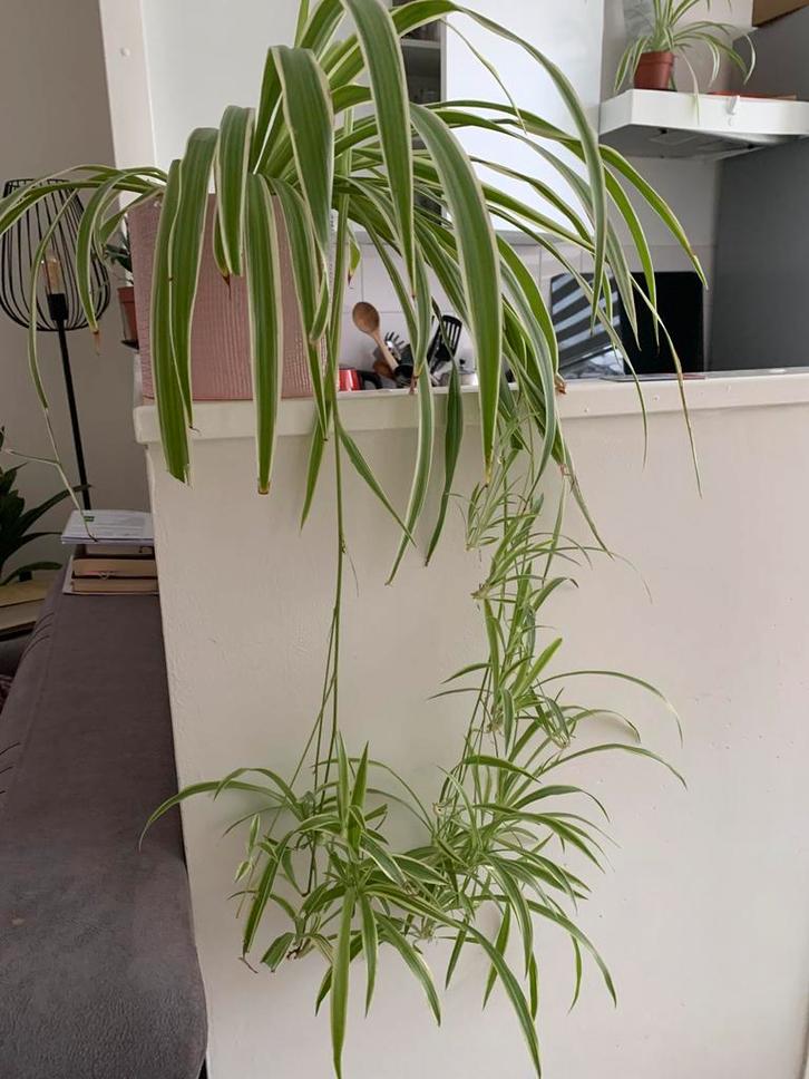 Clorophytum (Graslelie) kamerplant, Huis en Inrichting, Kamerplanten, Overige soorten, Minder dan 100 cm, Groene kamerplant, Halfschaduw