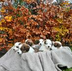 Kooiker pups -kruising Australian Sheperd, Dieren en Toebehoren, Overige rassen, 8 tot 15 weken, Meerdere, Meerdere dieren