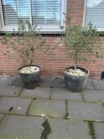 2x olijfboom. Olijfbomen incl bak. Plantenbak. Pot. Tuin, Ophalen, Olijfboom