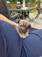 te koop nog 1 prachtig mooi reutje te koop, Dieren en Toebehoren, Honden | Chihuahua's en Gezelschapshonden, Overige rassen, 8 tot 15 weken