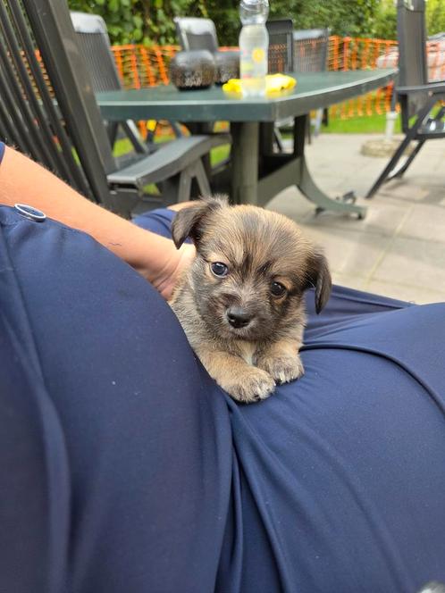 te koop nog 1 prachtig mooi reutje te koop, Dieren en Toebehoren, Honden | Chihuahua's en Gezelschapshonden, Meerdere dieren, Overige rassen