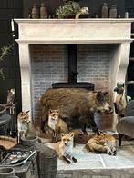 Opgezet zwijn wild zwijn opgezette taxidermie veluwe, Verzamelen, Dierenverzamelingen, Ophalen, Nieuw, Wild dier, Opgezet dier