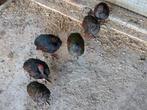 Roul Roul / Roulroul, Dieren en Toebehoren, Vogels | Overige Vogels, Meerdere dieren