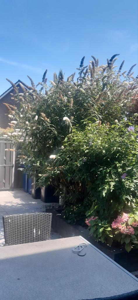 Gratis witte vlinderstruik - zelf uitgraven, Tuin en Terras, Planten | Bomen, Overige soorten, 100 tot 250 cm, Volle zon, Zomer