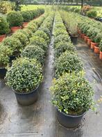 Osmanthus burkwoodii schijnhulst bolvormen tot 150 cm., Ophalen, Overige soorten, Struik, Minder dan 100 cm