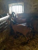 Nubische dekbok, Dieren en Toebehoren, Schapen, Geiten en Varkens, Mannelijk, Geit, 0 tot 2 jaar