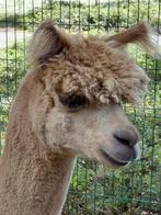 Te koop Alpaca hengst, Dieren en Toebehoren, Overige Dieren, Mei, Mannelijk