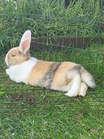 2 dek rijpe rammelaars - konijnen te koop, Dieren en Toebehoren, Overige typen, Zo goed als nieuw, Ophalen