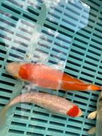 Japanse koi’s verschillende Japanse koi’s lengte van 18t/m23, Dieren en Toebehoren, Vissen | Vijvervissen, Karper of Koi