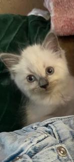 Ragdoll kittens, Dieren en Toebehoren, Meerdere dieren, Gechipt, 0 tot 2 jaar