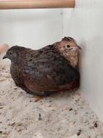 Koppel chinese dwergkwartels, Dieren en Toebehoren, Meerdere dieren, Tam