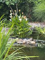 Volledige vijver (filter/pomp/koi karpers/planten), Tuin en Terras, Vijvers, Ophalen, Zo goed als nieuw