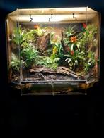 Paludarium met drie kikkers, Dieren en Toebehoren, Ophalen