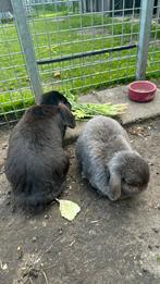 Konijnen opvang aangeboden! Er zijn nog twee plekjes vrij!, Dieren en Toebehoren, Konijnen, Meerdere dieren