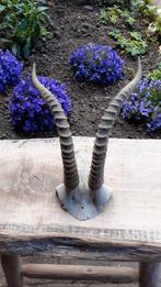 gewei geweien hoorn schedel, Ophalen of Verzenden, Gebruikt, Hert, Schedel