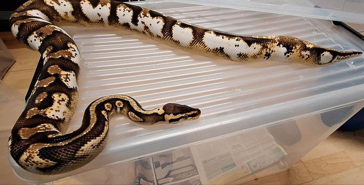Verschillende pythons, Dieren en Toebehoren, Reptielen en Amfibieën, Slang, 0 tot 2 jaar