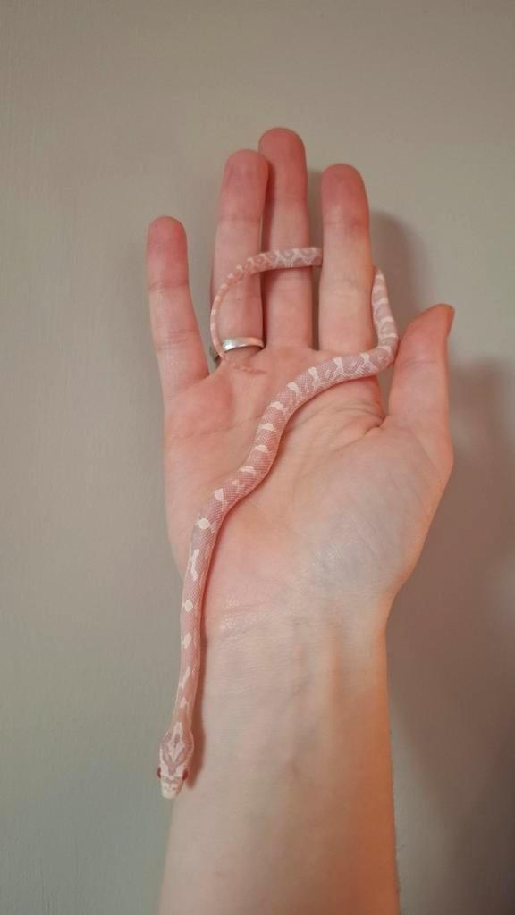 Pantherophis guttatus ~ Snow het motley, Dieren en Toebehoren, Reptielen en Amfibieën, Slang, 0 tot 2 jaar