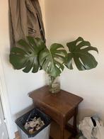 Monstera Stek, Huis en Inrichting, Kamerplanten, Overige soorten, Minder dan 100 cm, Groene kamerplant, Halfschaduw