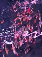 Import HQ Butterfly koi / Vlinderkoi 12 / 14 cm Koidreams